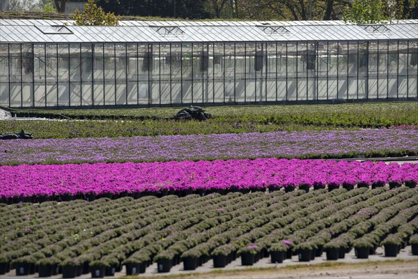 Nursery, plant cultivation, ornamental plants grow in flower pots, outdoors, greenhouse,