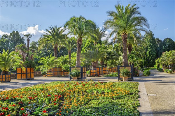 Palm garden in the spa gardens, the largest outdoor palm garden north of the Alps, spa town of Bad