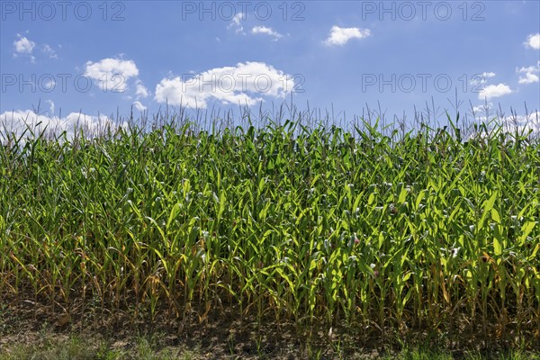 Symbolic image, renewable energies, maize plants, biogas plant, feed maize, maize cobs, clouds,
