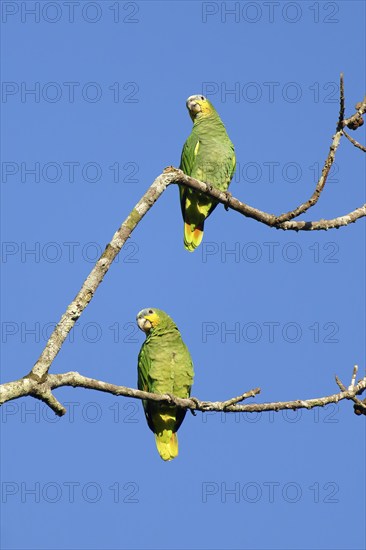 Orange winged parrot, Amazona amazonica amazónica, Amazon Basin, Brazil, South America