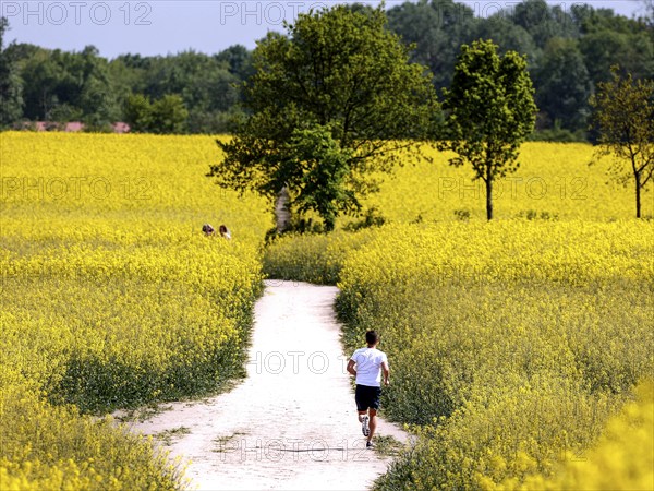 A jogger runs past rape fields in bloom, Teltow, 13/05/2023