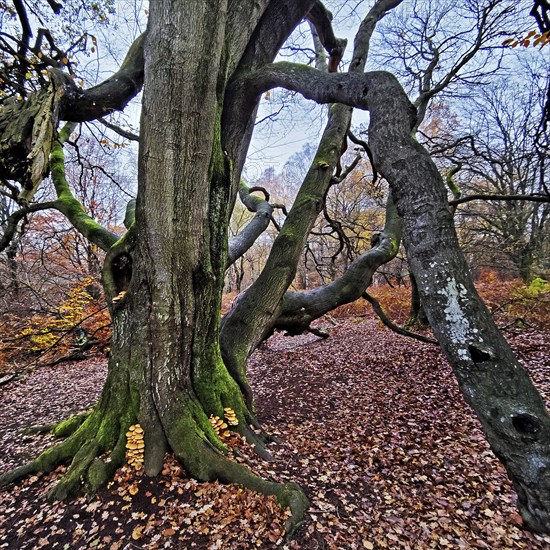 Sababurg primeval forest in autumn, nature reserve, Reinhardswald estate district, Hesse, Germany,