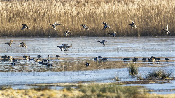 Eurasian Wigeon, (Mareca penelope) birds in flight over marshes at sunrise