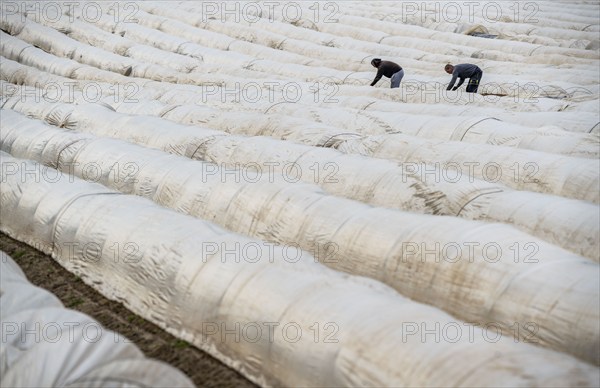 Asparagus harvest in the Rhineland, asparagus pickers at work in an asparagus field covered with