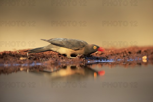 Red-billed oxpecker (Buphagus erythrorhynchus), adult, at the water, drinking, alert, Kruger