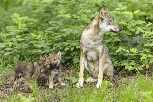 A mother wolf looks to the side while her pups play and touch each other, European grey gray wolf
