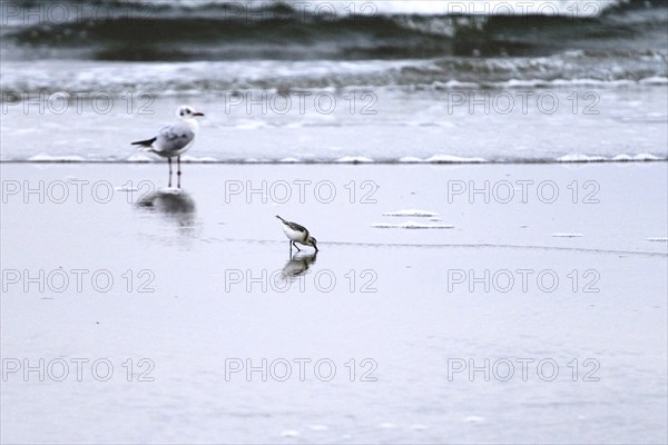 Sanderling Limicole, Black-headed Black-headed Gull, Usedom, September, Mecklenburg-Western