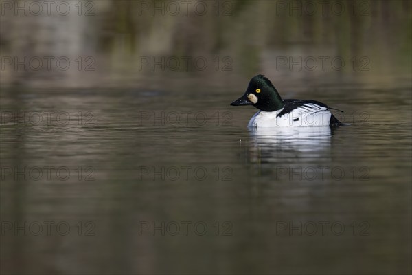 Common goldeneye (Bucephala clangula), Sweden, Europe