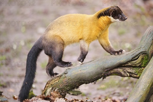 Yellow-throated marten (Martes flavigula) on an old tree trunk, Germany, Europe