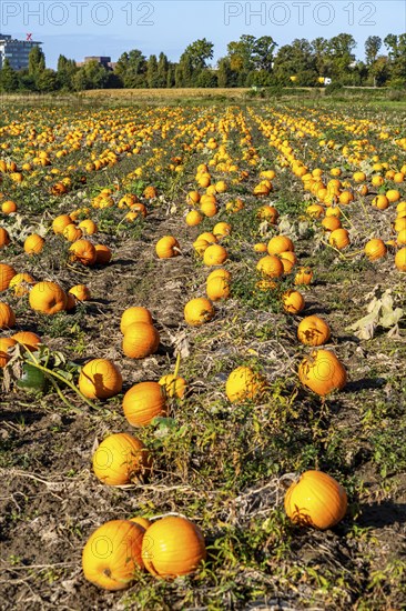 Pumpkin field, ripe pumpkins, shortly in front of harvest, near Neuss, North Rhine-Westphalia,