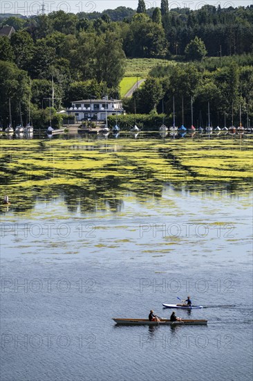 Green carpet of plants on Lake Baldeney in Essen, proliferating aquatic plant Elodea, waterweed, an