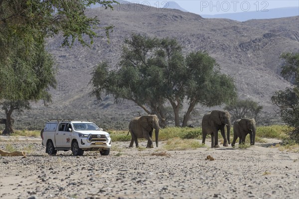 Tourists watching desert elephants (Loxodonta africana) in the Huab dry river, Damaraland, Kunene