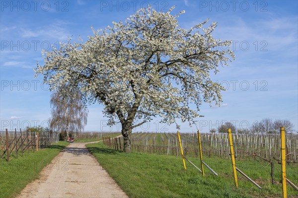 A blossoming cherry tree in spring on a path next to vineyards and blue sky, Southern Palatinate,