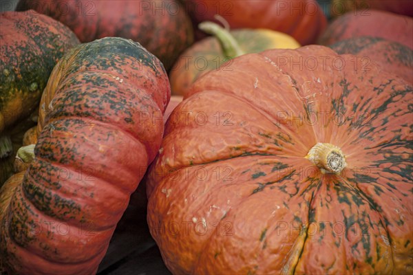 Close-up of pumpkins in warm autumn colours with a rough texture, Palatinate, Rhineland-Palatinate,