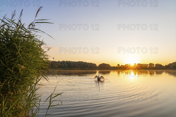 Sunrise at a pond, mute swan (Cygnus olor), reed (Phragmites australis), trees, sun star,