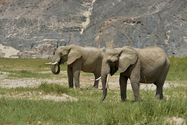 Desert elephant or African elephants (Loxodonta africana), dry riverbed of Hoarusib, Skeleton Coast