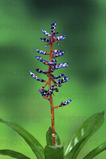 Bromeliad (Bromelia)
