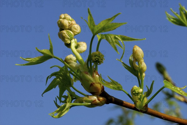 Sweet Gum Tree(Liquidambar styraciflua)