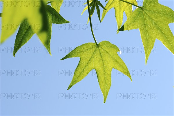 Sweet Gum Tree(Liquidambar styraciflua)