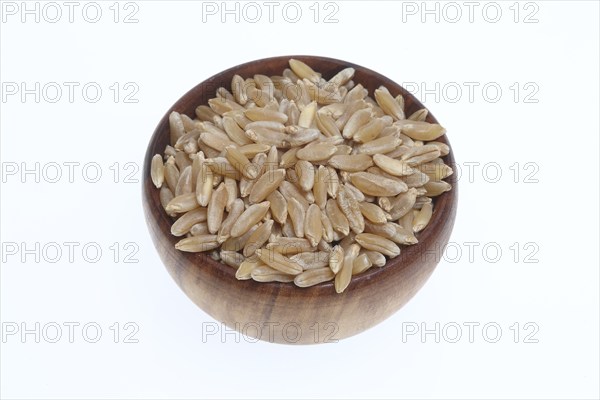Khorasan wheat (Triticum turgidum × polonicum), also called kamut, is an old variety of spring