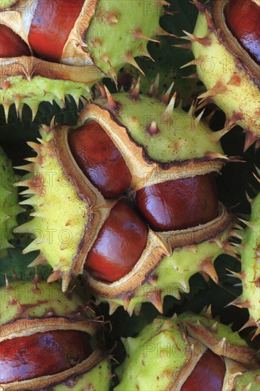 Horse chestnuts ( Aesculus hippocastanum) , Switzerland, Europe