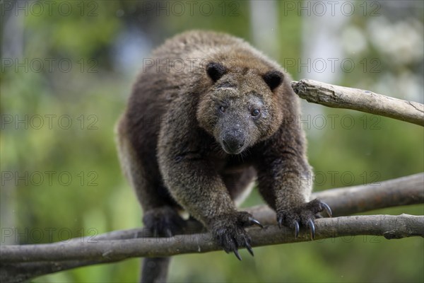 Doria tree kangaroo (Dendrolagus dorianus) in a nature park, Mount Hagen, Western Highlands, Papua