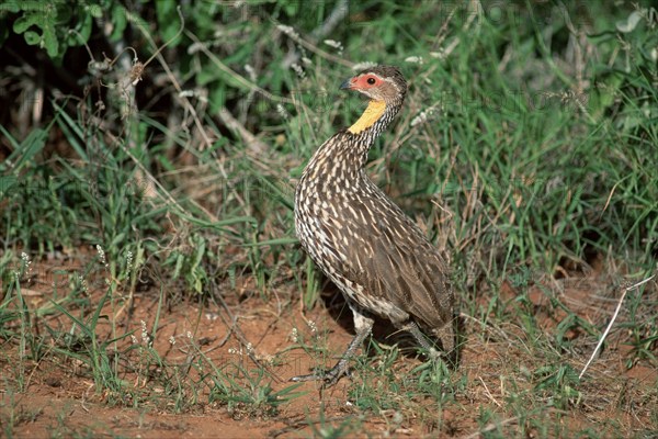 Yellow-necked Spurfowl (Francolinus leucoscepus), Samburu Game Reserve, Kenya (Pternistis