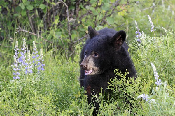 American black bear (Ursus americanus), young, 6 months