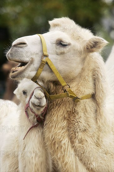 Two-humped Camels, female with young, Bactrian camels (Camelus bactrianus), female and young,