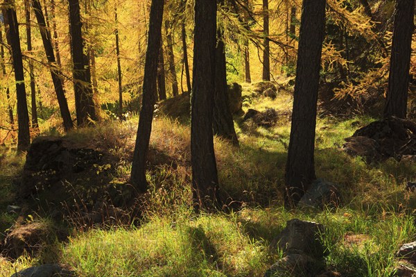 Larch forest, European larch ( Larix decidua) Switzerland