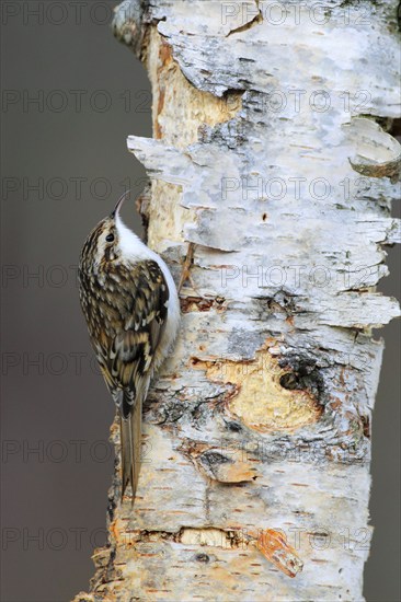 Eurasian Treecreeper ( Certhia familiaris) Scotland, Great Britain