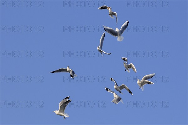 Black-headed Gulls (Larus ridibundus), one with prey, Germany, Europe