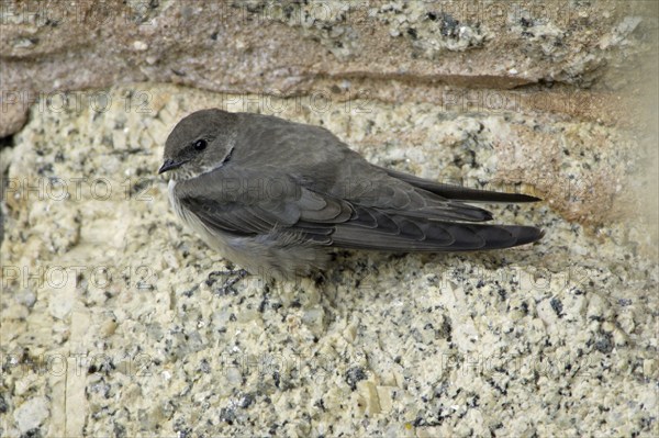 Crag Martin (Ptyonoprogne rupestris), Extremadura, Spain, Europe