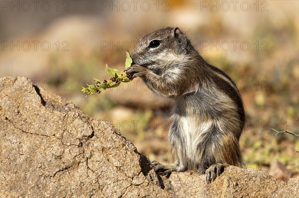 Barbary ground squirrel (Atlantoxerus getulus), chipmunk, Atlantic squirrel, ground squirrel,