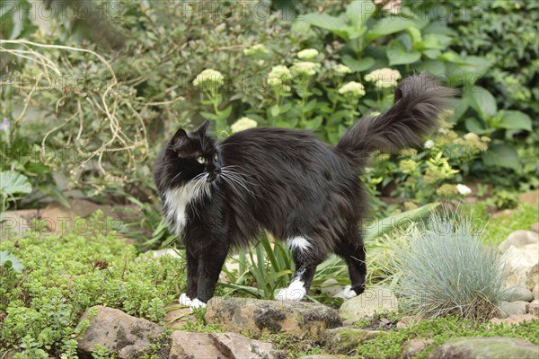 Maine Coon cat, side