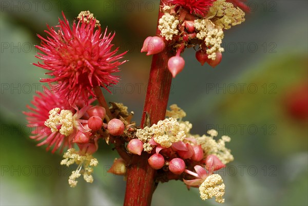 Castor oil plant (Ricinus communis)