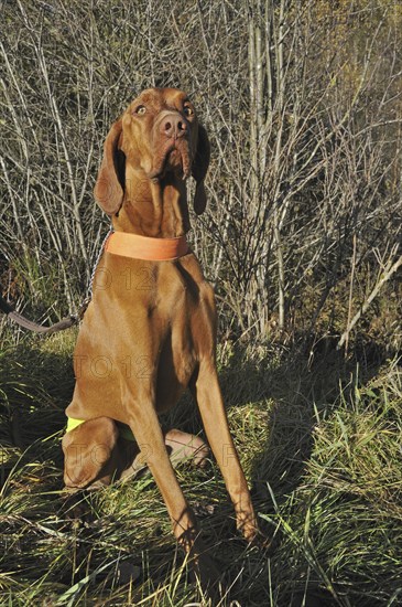 Vizsla hunting dog in the Ardennes, Belgium, Europe