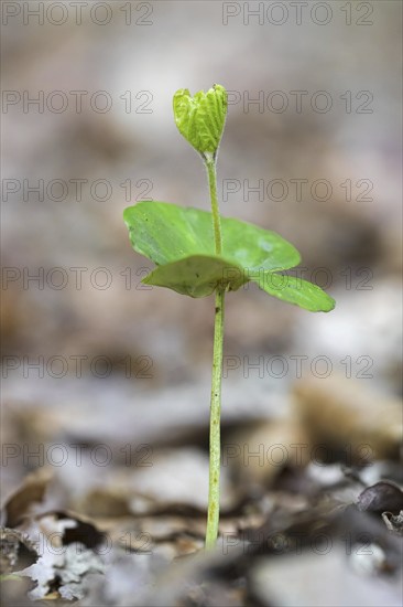 European beech (Fagus sylvatica), common beech seedling emerging on the forest floor in spring
