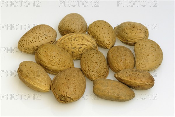 Almond tree (Prunus dulcis)