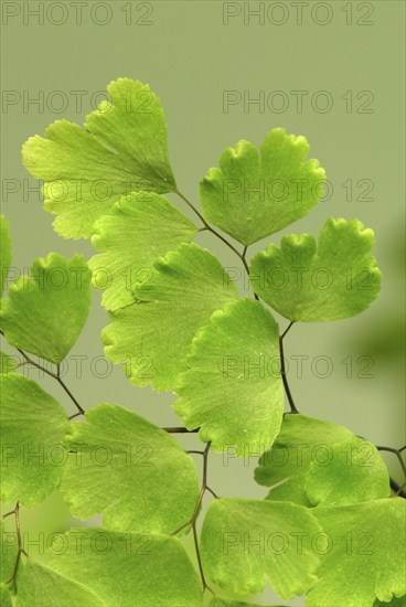 Maidenhair Fern (Adiantum raddianum)