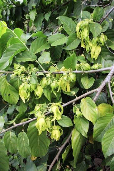 Alangilang, Nosy ylang-ylang (Cananga odorata), Annonaceae, Madagascar, Africa