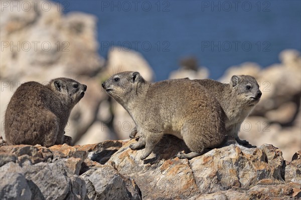 Common rock hyrax, cape hyrax (Procavia capensis)
