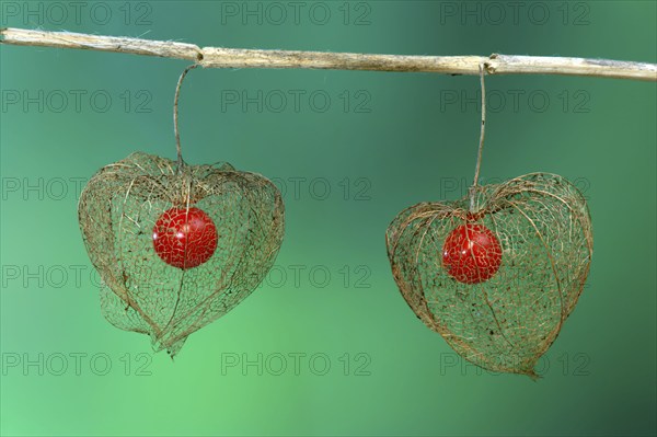 Jananese Lanterns, fruits (Physalis franchetii), Chinese (Physalis alkekengi) Lanterns