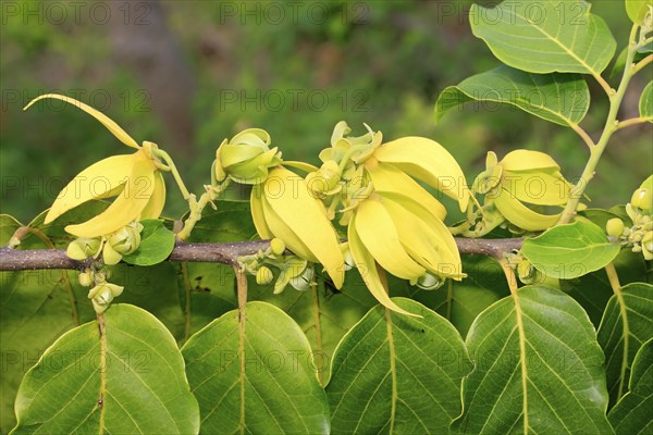Ylang-ylang (Cananga odorata), Nosy Be, Annonaceae, Madagascar, Africa