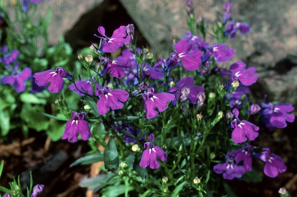 Edging Lobelia (Lobelia erinus)
