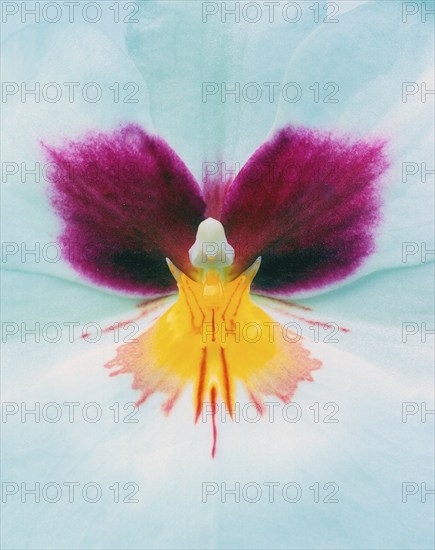Pansy Orchid blossom (Miltonia), Pansy Orchid blossom, flower, pansy orchid portfolio_blueten