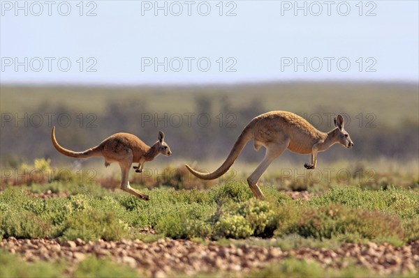 Red Kangaroos (Macropus rufus), Sturt national park, New South Wales, Australia, side, Oceania