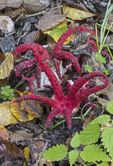 Octopus stinkhorn (Clathrus archeri), devil's fingers (Lysurus archeri) invasive fungus in Europe