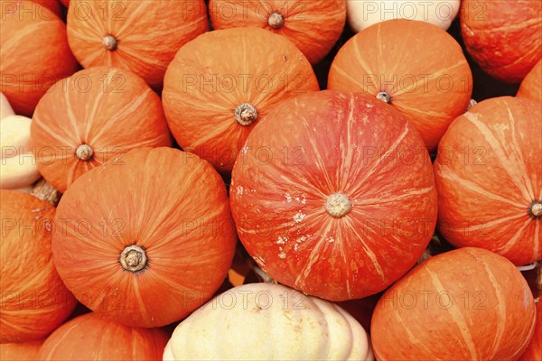 Red Kuri Hokkaido squashes mixed with white pumpkins