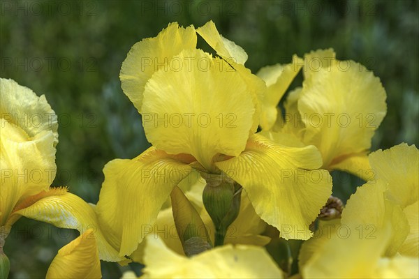 Yellow yellow flag (Iris pseudacorus), Bavaria, Germany, Europe